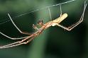 Tetragnatha_montana_D3739_Z_88_Vinkenveense plassen_Nederland